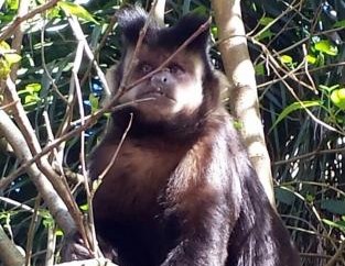 Macacos-prego (Sapajus nigritus) – informações