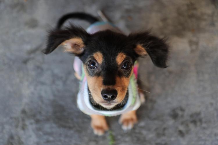 UMV também está aberta para adoções de animais durante a semana