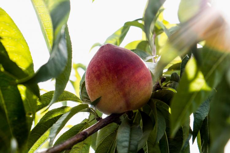 Desenvolvimento Econômico