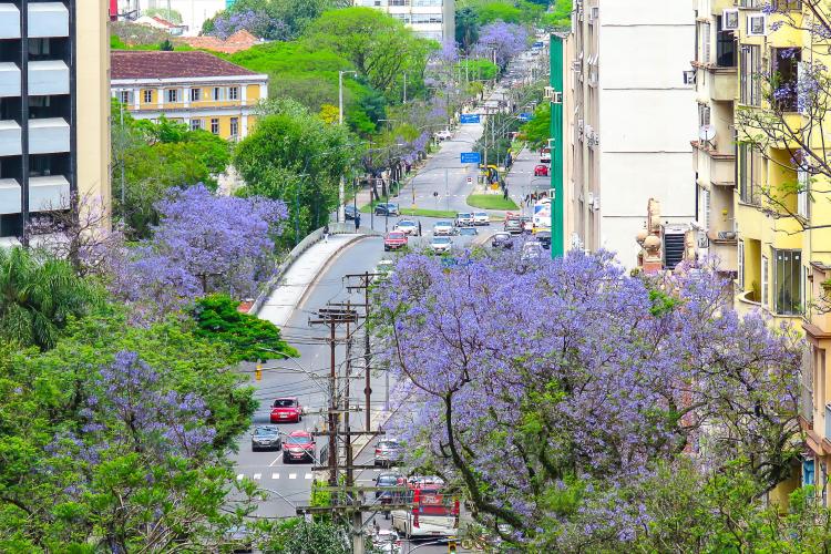 Árvore do Mês: jacarandá pinta a cidade de lilás | Prefeitura de Porto  Alegre