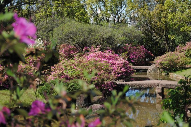 Azaleias floridas embelezam a praça Província de Shiga