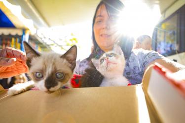 GABINETE DA CAUSA ANIMAL GABINETE DA CAUSA ANIMAL