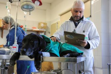 Inscrições para esterilizar cães e gatos abrem segunda