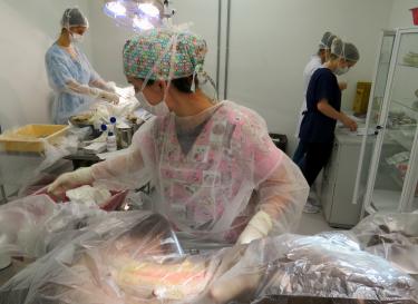 Direitos Animais divulga edital para o cadastro de protetores