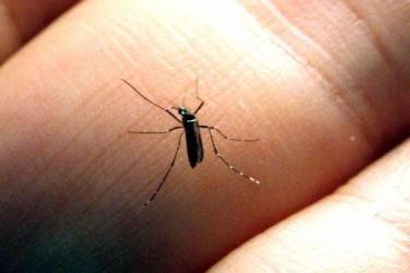 aedes aegypti