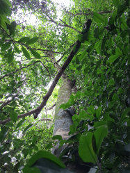 MEIO AMBIENTE URBANISMO E SUSTENTABILIDADE