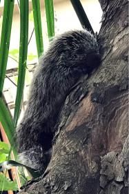 Ouriço atacado por cães é resgatado no bairro Bom Jesus