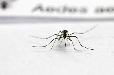 Fêmea do mosquito Aedes aegypti precisa de sangue para desenvolver os ovos