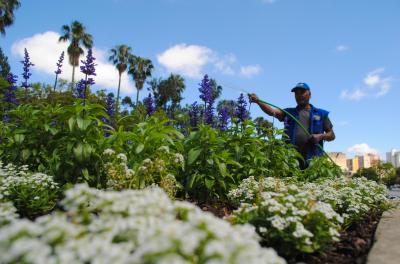 As três mil mudas de flores plantadas pela Secretaria Municipal do Meio Ambiente e da Sustentabilidade (Smams) nas 13 floreiras localizadas junto ao espelho d'água do Parque Farroupilha (Redenção) têm chamado a atenção de quem circula pelo local.