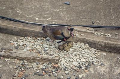 Uma fêmea de quero-quero (Vanellus chilensis) fez seu ninho em um telhado, no bairro Lomba do Pinheiro