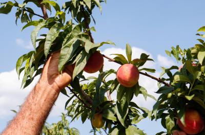 A 34ª Festa do Pêssego Municipal começa nesta terça-feira, 6, às 15h