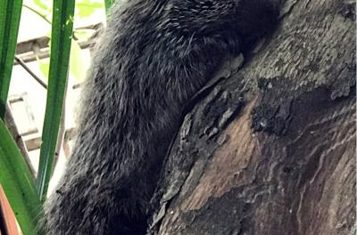 Animal foi resgatado nesta terça-feira, 13