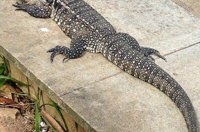 Smams orienta sobre a presença de largartos