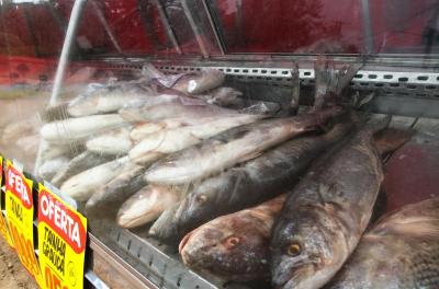 Inscrições para Feira do Peixe ocorrem no dia 14 de março