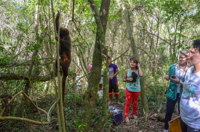 Fêmea de bugio volta à natureza após tratamento veterinário