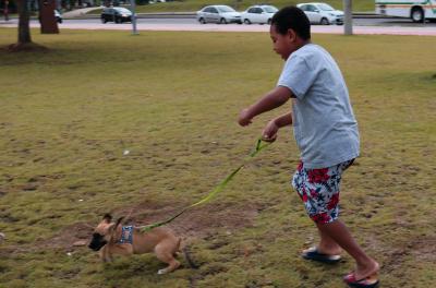 adoção de animais