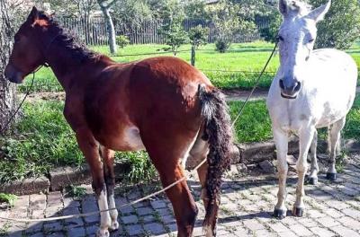 cavalos
