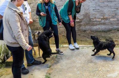 Atividades junto a acumuladores garante 138 castrações de animais