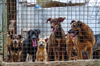 Residências com mais de cinco animais devem ter registro de canil