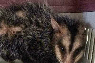 Equipe de Fauna Silvestre da Smams resgata gambá no bairro Hípica