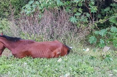 cavalo