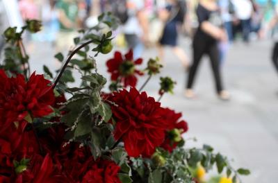 Esquina Democrática acolhe mostra e venda de flores nesta quarta
