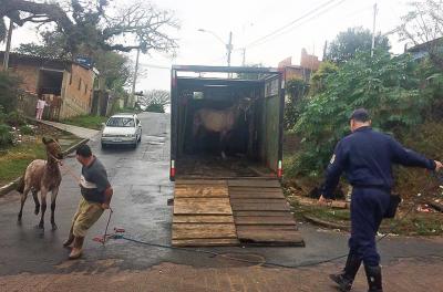 EPTC acolhe em seu abrigo égua e potro soltos no bairro Partenon