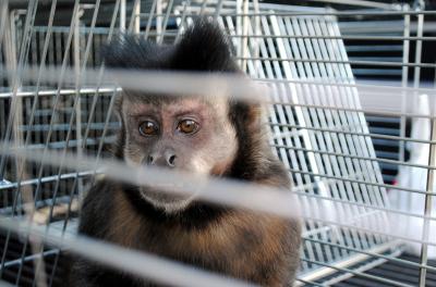 Smams divulga relatório sobre macaco-prego
