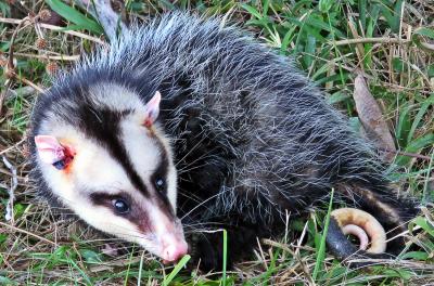 Gambás resgatados de áreas urbanas são devolvidos à natureza