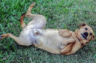 Unidade de Saúde Animal registra 2.697 castrações neste ano