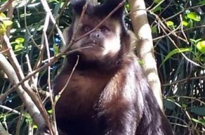 macaco