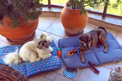Adoção de animais