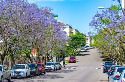 Árvore do Mês: jacarandá pinta a cidade de lilás