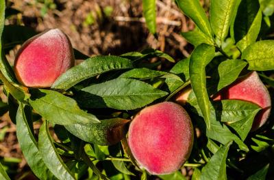 Festa do Pêssego deste ano será no Centro Histórico