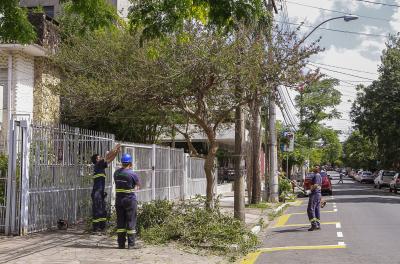 Prefeitura divulga balanço semanal de podas e supressões