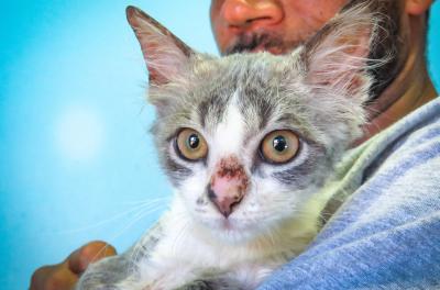 Ano Novo: cuidado com pânico de animais a fogos de artifício