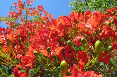 Ãrvore do Mês: conheça a espécie de flores flamejantes