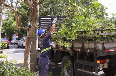 Serviços Urbanos divulga balanço dos serviços de podas