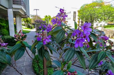 Quaresmeira é a árvore que floresce duas vezes por ano