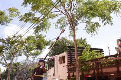 Prefeitura divulga balanço semanal de podas e supressões