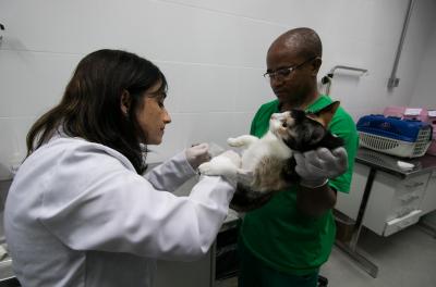 veterinária
