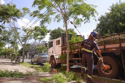 Equipes executam 200 serviços de poda e supressão de árvores