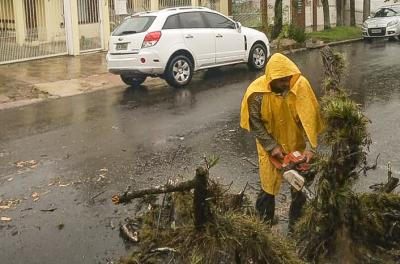 Equipes executam 258 serviços de poda e supressão de árvores
