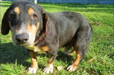 cãozinho