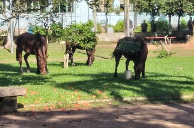 EPTC recolheu 29 cavalos no mês de julho, quase o dobro do mês anterior