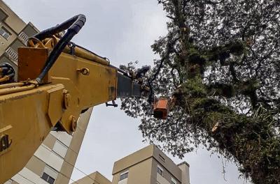 Prefeitura realiza 289 serviços de poda e supressão em uma semana