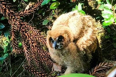 Equipe de Fauna Silvestre da prefeitura resgata filhote de coruja na Zona Sul