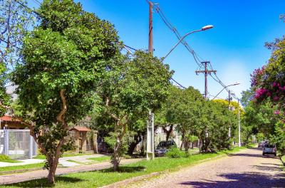 Ãrvore do Mês: Conheça a “planta que tem olhosâ€