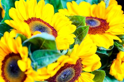 Feira oferece diversas opções de flores para o Dia das Mães