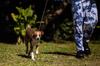 Unidade de Saúde Animal Victória cadastra cães e gatos para castração